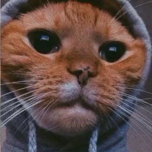 Meet your Posher, Isidro